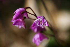 Australian Native Orchid